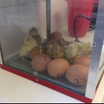 chicks 2017 1